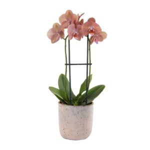 Phalaenopsis Orchid in Clay Pot